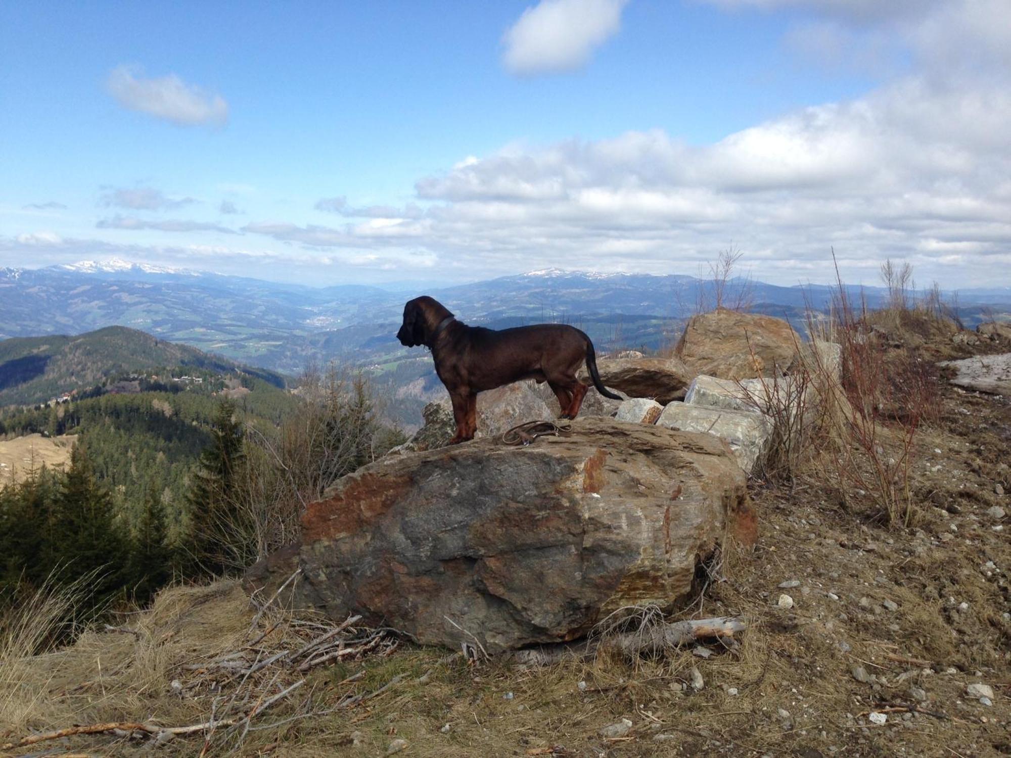 Feriendorf Koralpe Alpenrose Frantschach エクステリア 写真